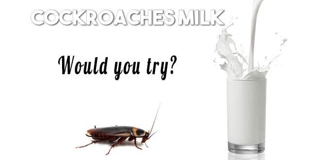 Featured visual summarizing evidence-based guidance related to Cockroach Milk | The Next Superfood According to Scientists.