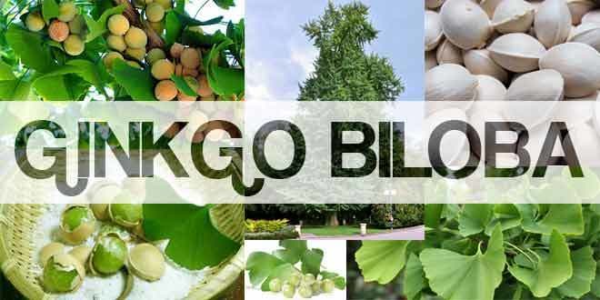 Featured visual summarizing evidence-based guidance related to Ginkgo Biloba Benefits, Uses and Side Effects 2016 Guide.
