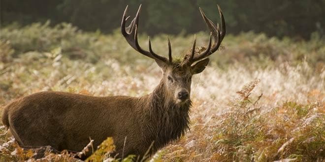 Featured visual summarizing evidence-based guidance related to Deer Velvet Antler | What Is It, How Does It Work and What are the Benefits?.