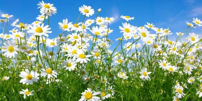 Featured visual summarizing evidence-based guidance related to Chamomile: Health Benefits and Side Effects.