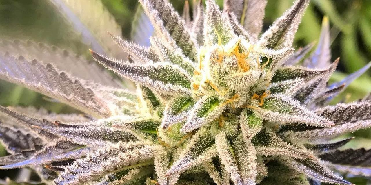 Featured visual summarizing evidence-based guidance related to Medical Marijuana: A Plant as Medicine.