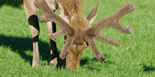 Featured visual summarizing evidence-based guidance related to Deer Velvet Antler | Myths, Uses, Side Effects, Dosage and Warnings.