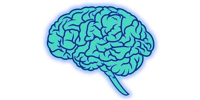 The Brain | Anatomy, Functions & Medical Conditions