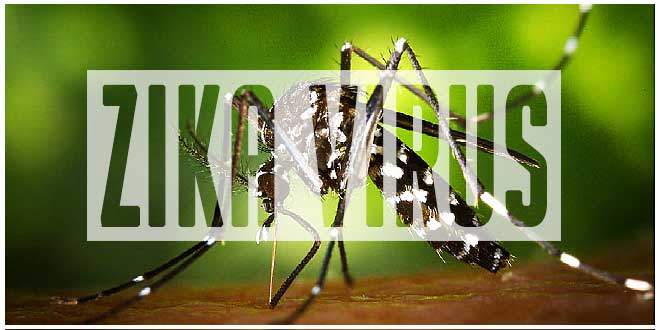 All You Need to Know about Zika Virus
