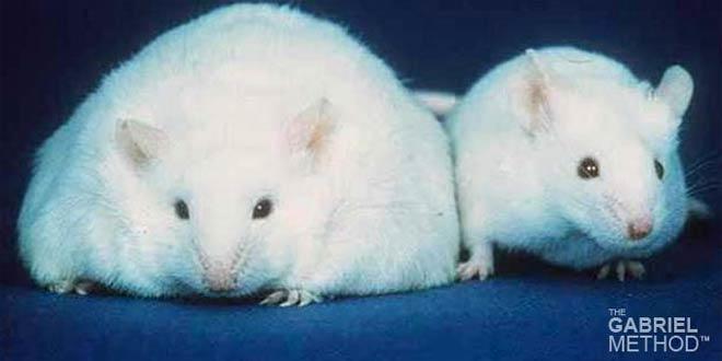 artificial_sweetners_dangers_benefits__660x330px