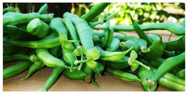 Green Beans | Benefits and Nutrition Facts