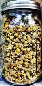 chamomille jar health benefits 350x711