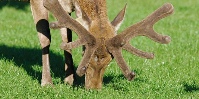 deer_velvet_antler_660x330