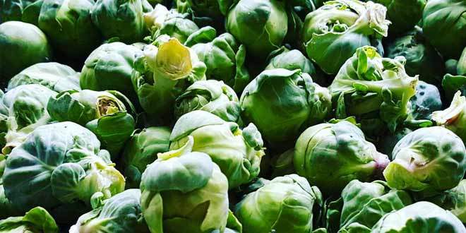 Brussels Sprouts: Fun Facts and Health Benefits