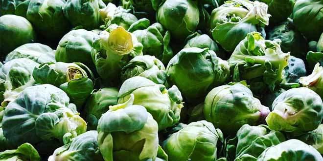 brussels_sprout_health_benefits_660x330