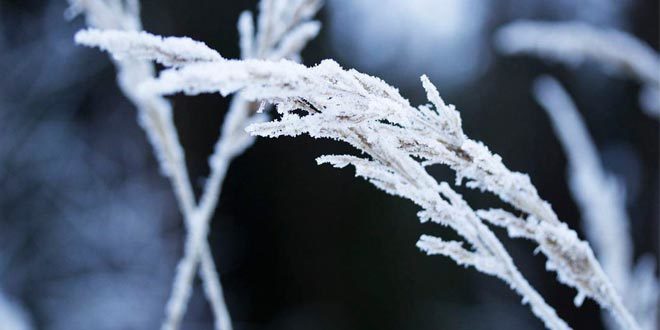 Natural Ways to Strengthen Your Immune System During Winter