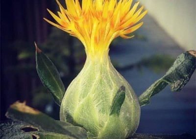 Safflower Bud