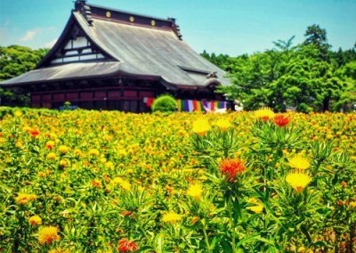 Safflower Field