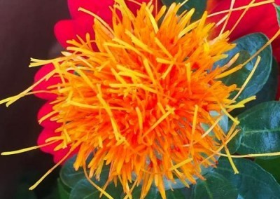 Safflower Plant