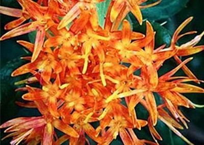 Safflower Petals