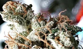 cannabis-plant-marijuana-350x206