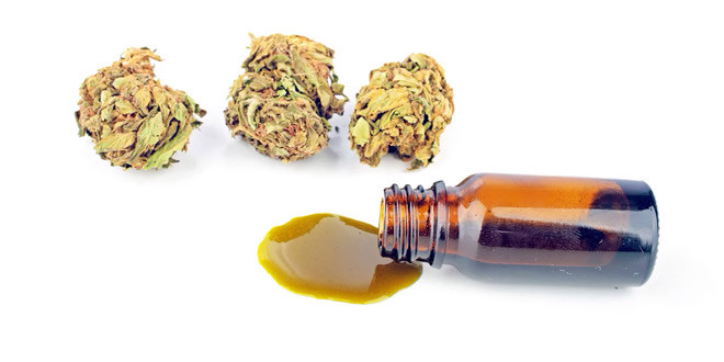 cbd oil benefits cannabis buds